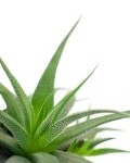 Aloe vera1
