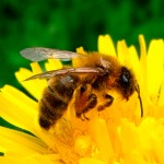 bee