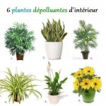 Plantes vertes